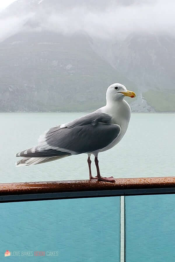 Alaska Seagull perched on the outside rail of a private balcony of a cruise ship.