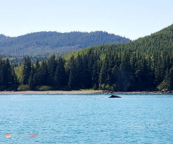 An Alaskan Whale comes out of the water on an Alaskan Whale Watching tour.