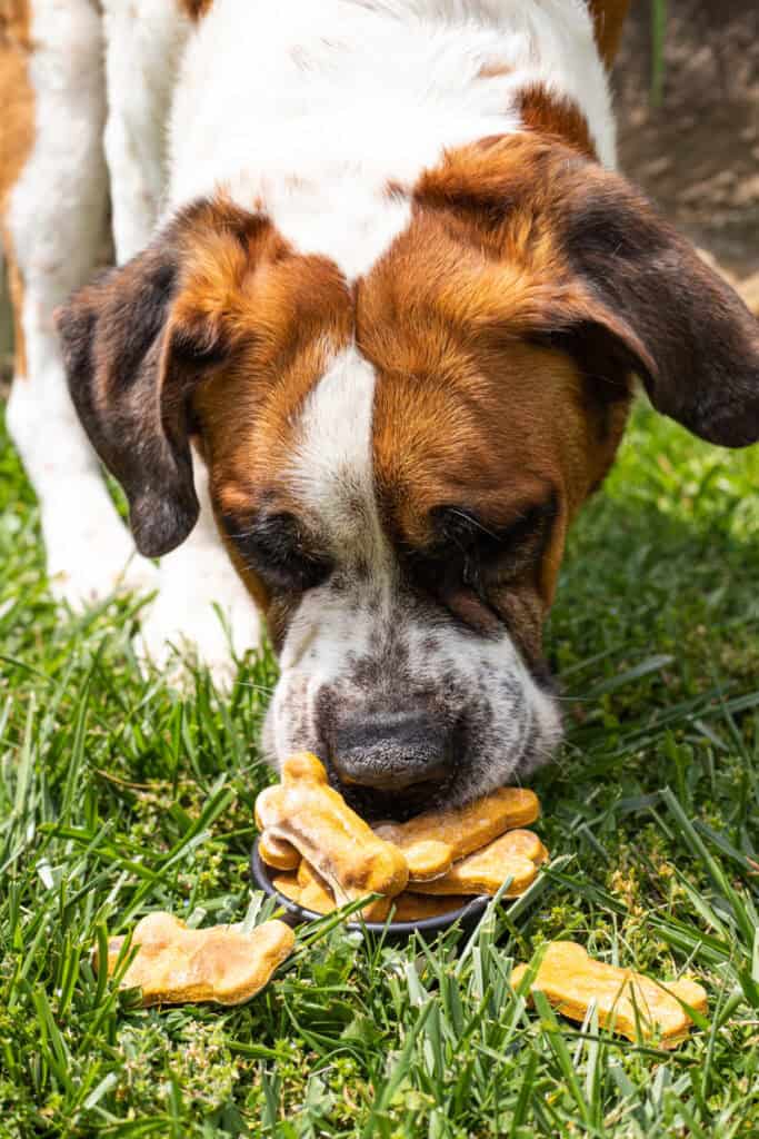 Large dog eating pumpkin bone-shaped treats from a black bowl on the grass.